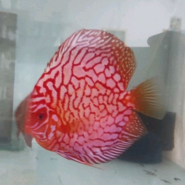 discus pigeon cakerboat size 4 inch