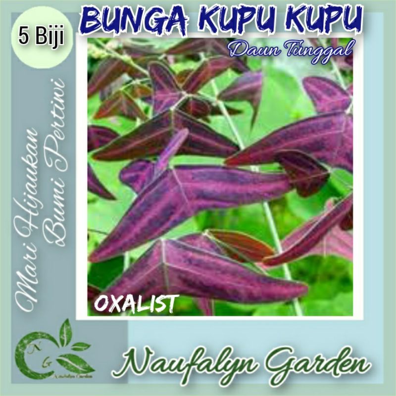 5 Benih Biji Bunga Kupu Kupu Oxalis Daun Tunggal
