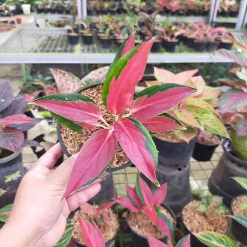 aglonema rhcp