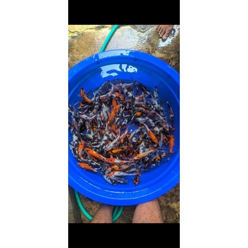 Bibit ikan Koi Blitar cantik size 5-9 cm