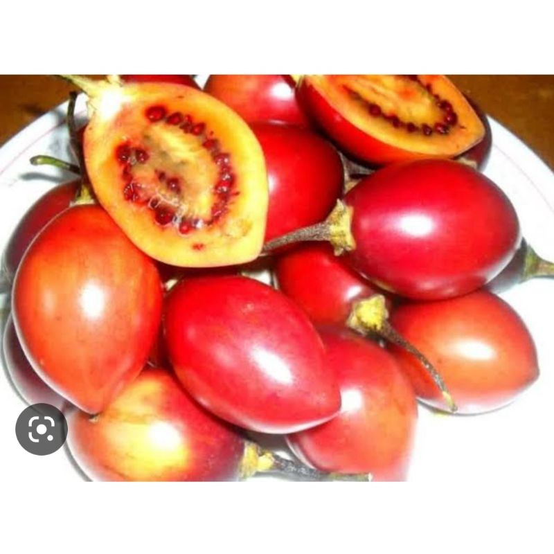 

terong belanda / terong pirus 500g