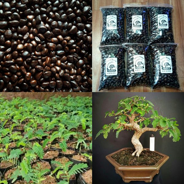 Biji Benih Biji Asam Jawa Asem Jawa Isi 3 biji