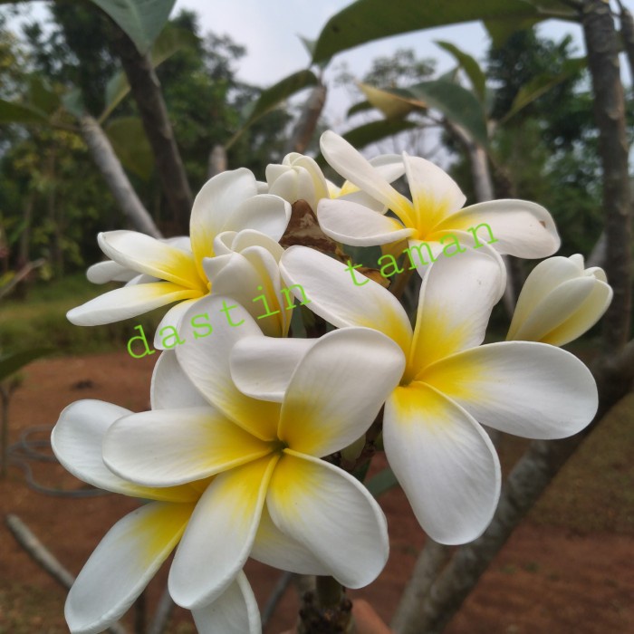 

Card Pohon .Kamboja Bung Putih Kuning Seperti Gambar Tinggi 2 Meter 50 Cm