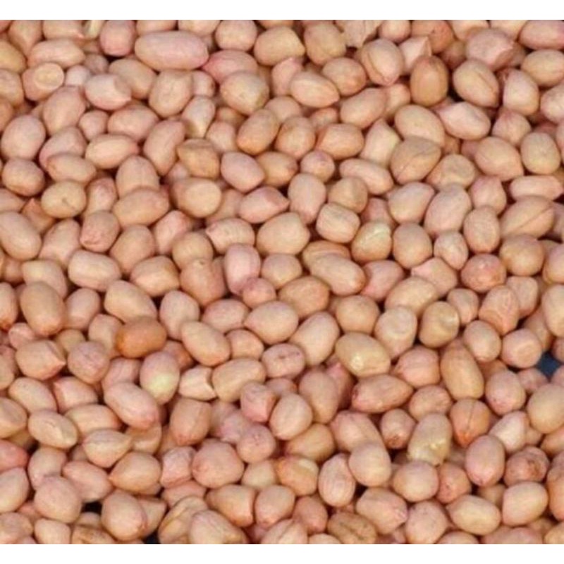 

KACANG TANAH 250GR PROMO | KACANG TANAH DISKON 250GRAM | KACANG TANAH TERMURAH 250GR | KACANG TANAH SUPER PROMO DISKON TERMURAH 250GR 250GRAM