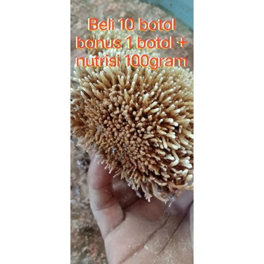 biang jakaba full botol 100ml tanpa air