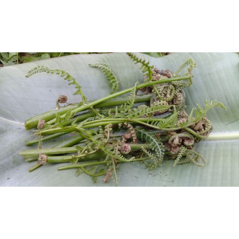 

Pakis sayur segar 250 gram 100% organik