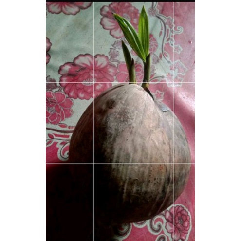kelapa tunas kembar bahan bonsai
