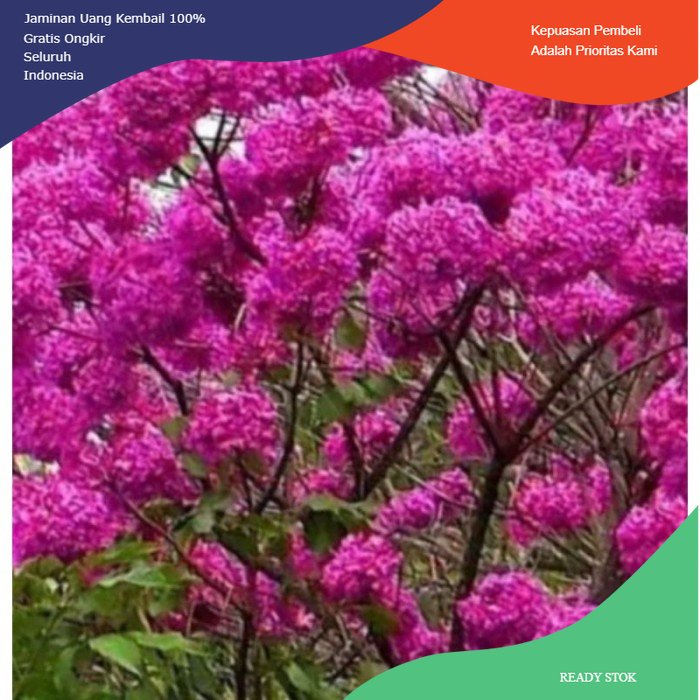 Bibit Pohon Tabebuya Magenta 1 meter - Tabebuya asli magenta okulasi