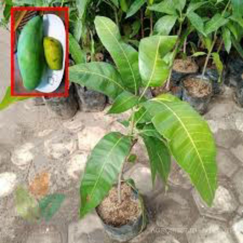 Bibit mangga mahatir super Jumbo okulasi cepat berbuah mangga jumbo
