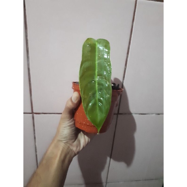 Philodendron Sharoniae