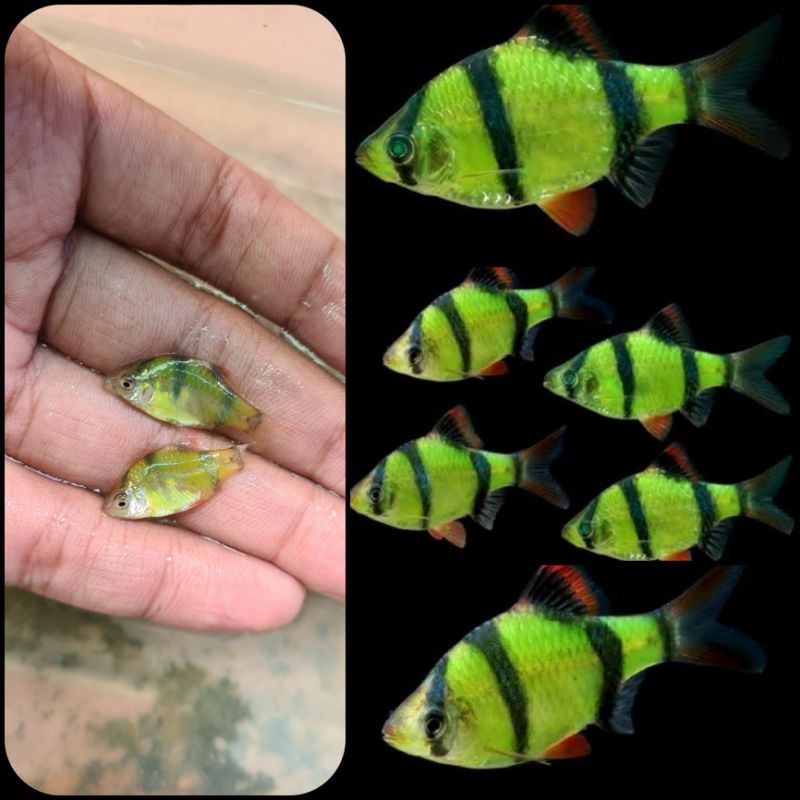 ikan green sumatera glofish untuk aquarium dan aquascape