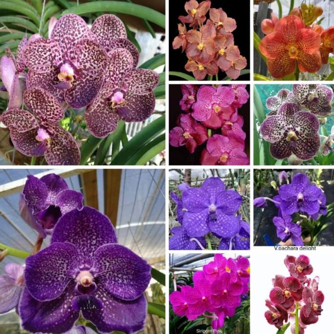 Vanda Silangan Impor SPIKE / KNOP / BERBUNGA warna Acak