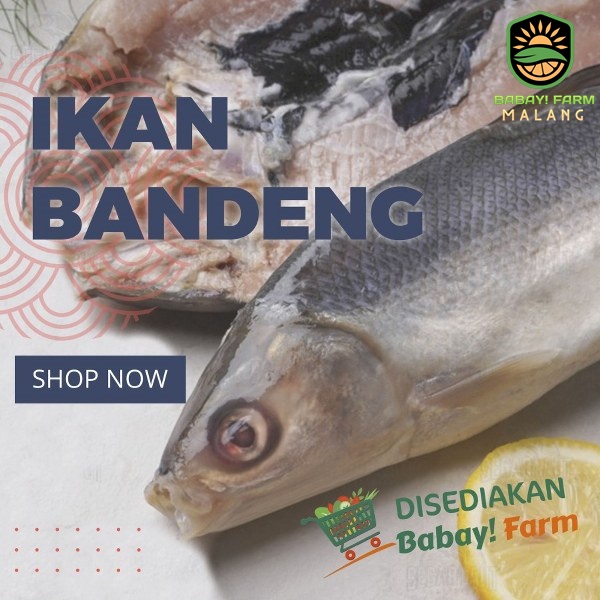 

Ikan Bandeng Segar 500gr / 1kg