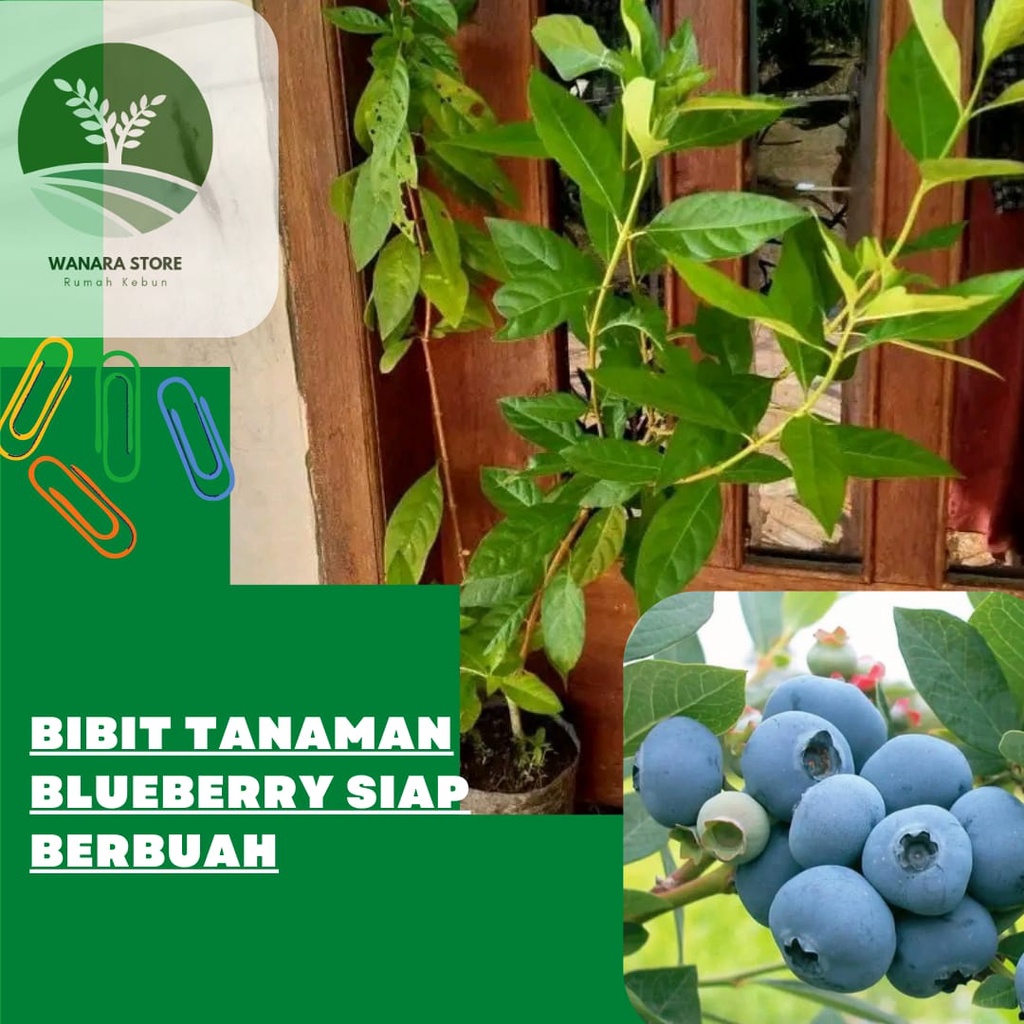 Bibit Tanaman Blueberry Siap Tanam
