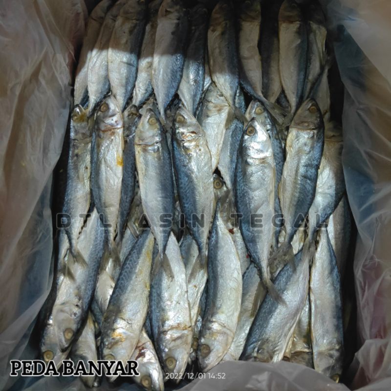 

Grosir Ikan Asin Peda Banyar Besar Isi 10kg