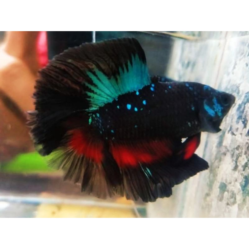 Doubletail/Halfmoon/Plakat Avatar Blackseries