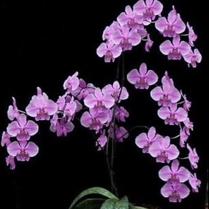 Phalaenopsis schilleriana