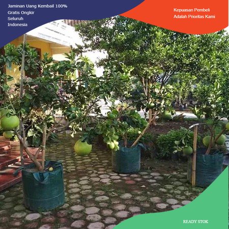 Bibit Jeruk PameloBerbuah - Jeruk super besar pamelo jumbo berbuah