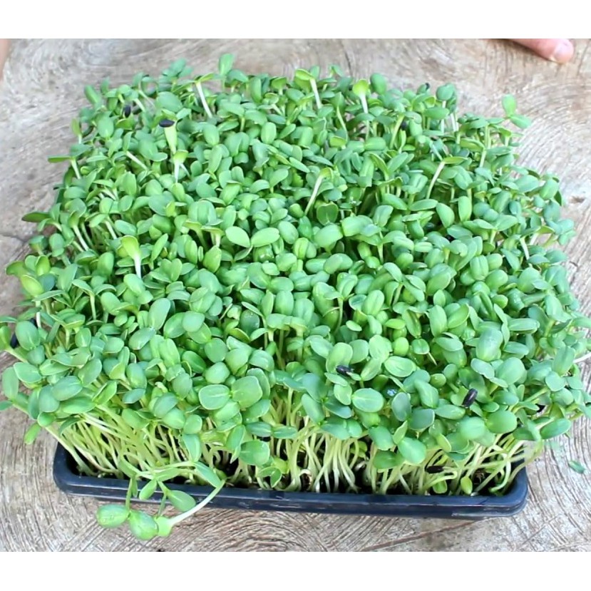 Benih Seribuan - 15 Bibit Microgreen Sunflower Sprout Organik Unggul