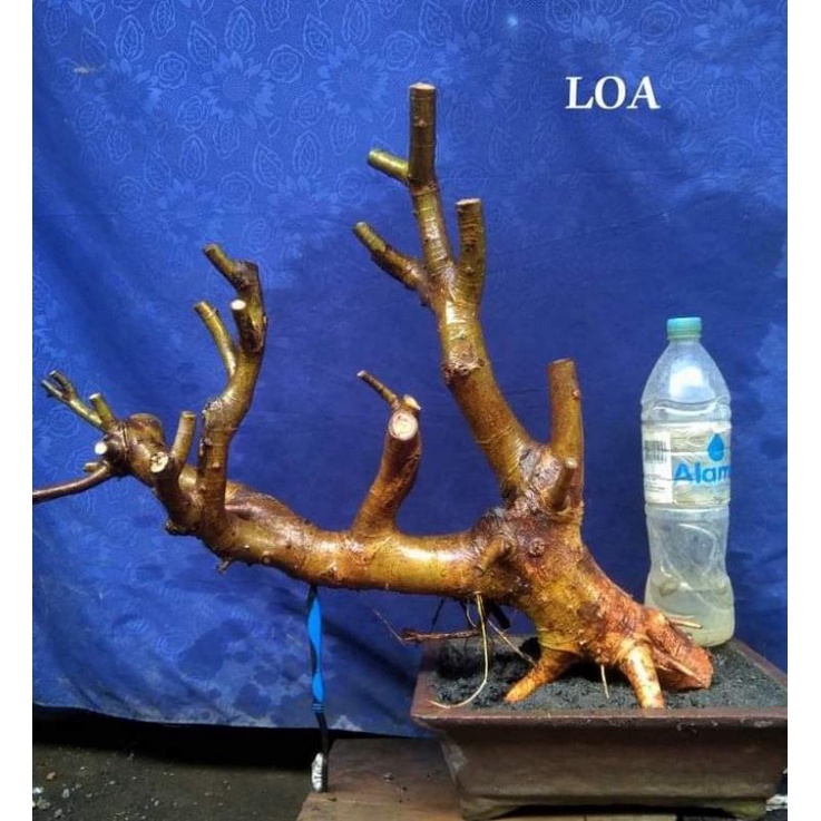 bahan bonsai bonggol loa fres