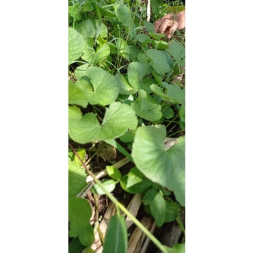 

DAUN PEGAGAN SEGAR 1KG/DAUN PEGAGAN/DAUN ANTANAN/1KG
