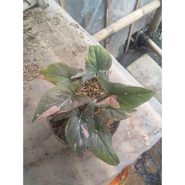 syngonium pink splash  varigata mewah