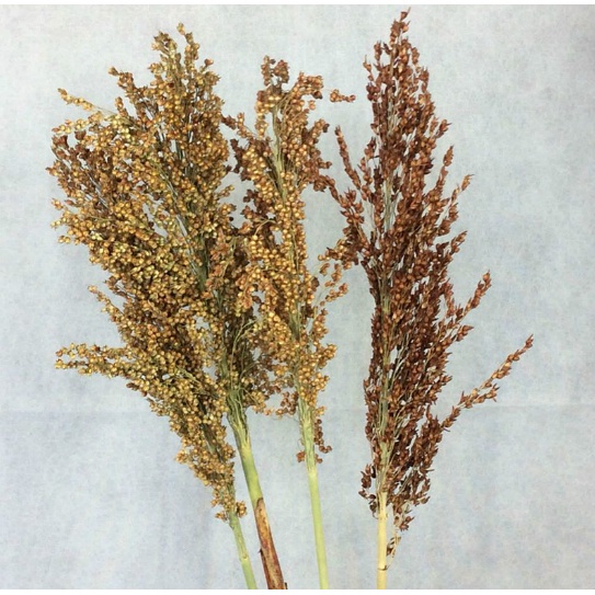 DRIED SORGHUM FLOWER / BUNGA CANTEL