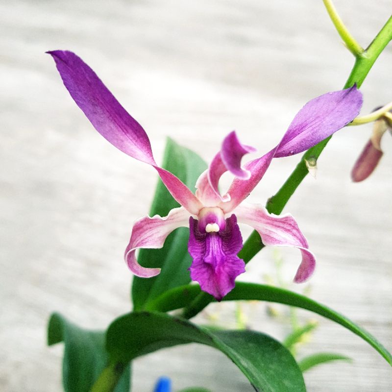 Anggrek Dendrobium Chiangmai Blue Twist Plant Rimbun Kondisi Kenop Harga Ekonomis
