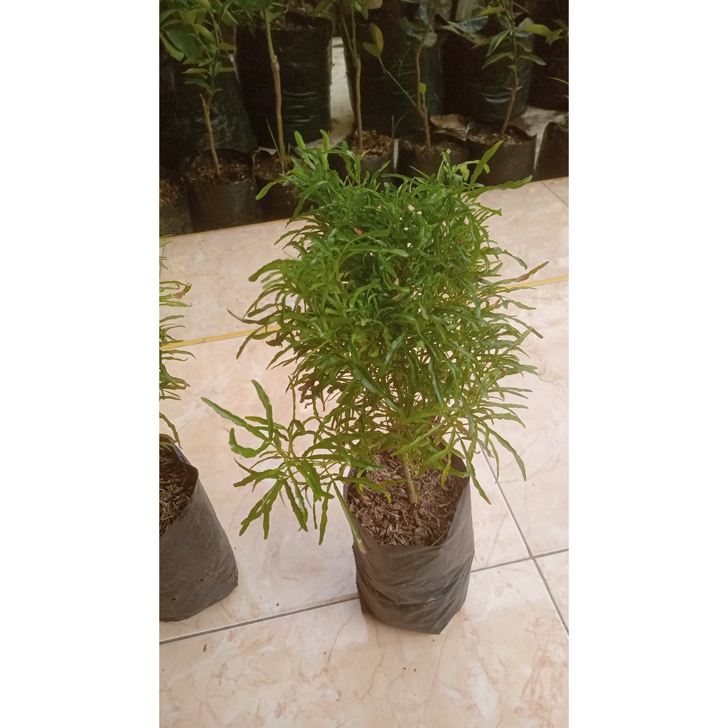 Bibit Tanaman Hias Brokoli Hijau / Brokoli Hijau Hiasan