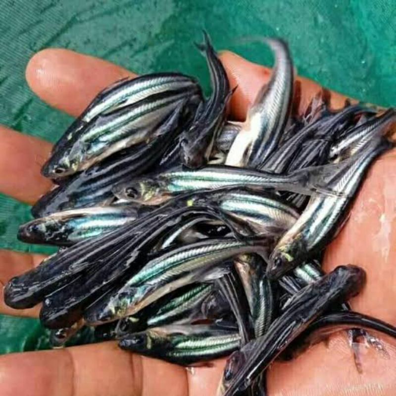 bibit ikan patin