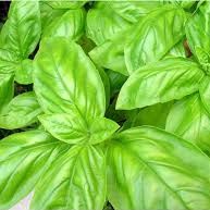 Benih Seribuan - 20 Bibit Herb Sweet Basil Italian Large Unggul