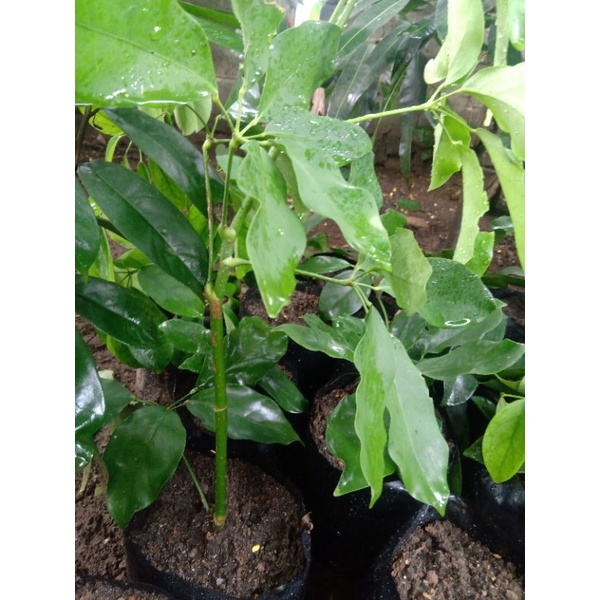 bibit tanaman tlogosari