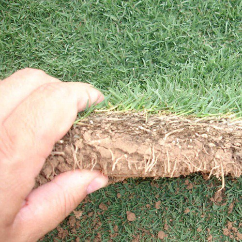 Benih Seribuan - 200 Bibit Rumput Jepang Bermuda Grass Seed