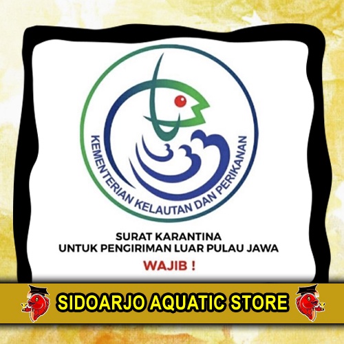 

HIASAN AKYARIUM SURAT KARANTINA WAJIB LUAR JAWA!!!