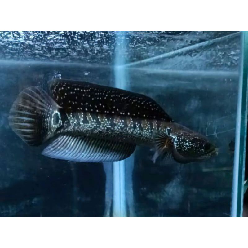 Ws pure 8 9 10 cm Gondrong genetic high fin full pelet (progresan broku)