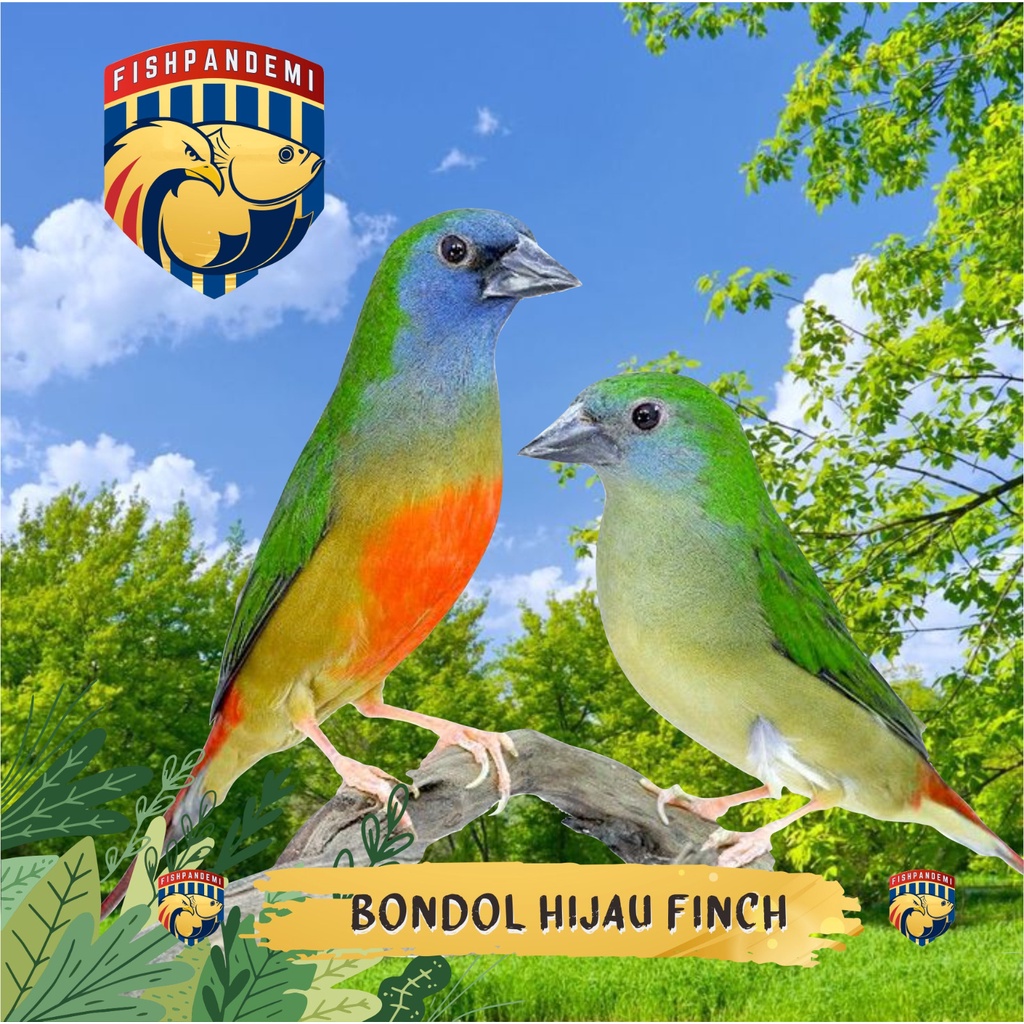 Bondol Hijau Finch/Binglis Finch
