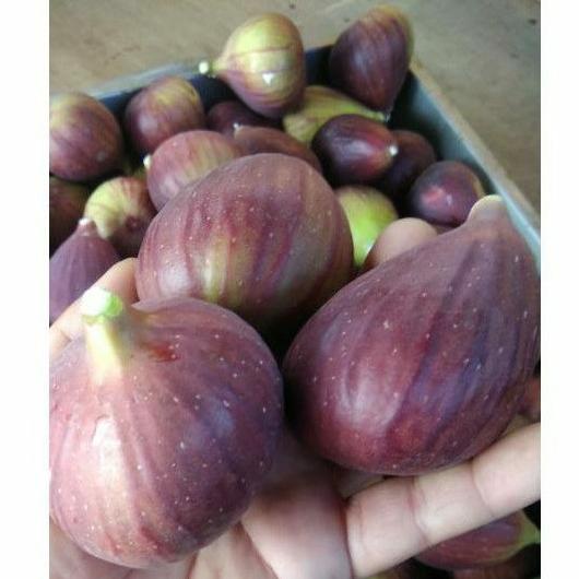 

[COD SL88] Buah tin Ara yordania fresh Organik 150gram Ready ( ⌒