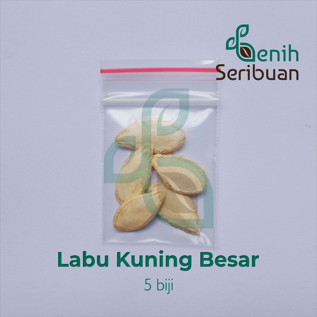 Benih Seribuan - 5 Bibit Buah Labu Kuning Besar Waluh Unggul