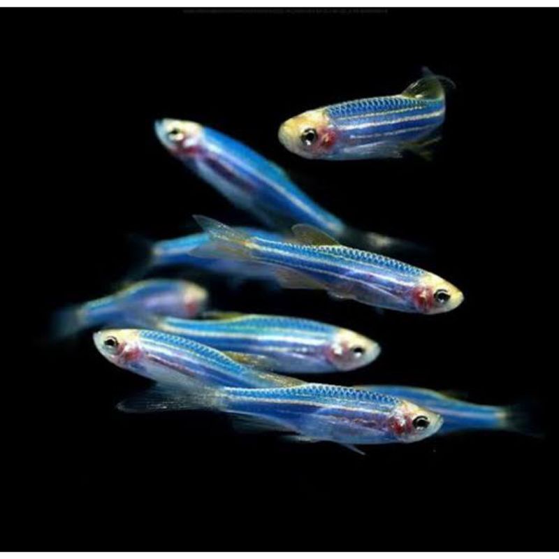 Aksesoris Hiasan Aquascape - Blue Danio Glofish