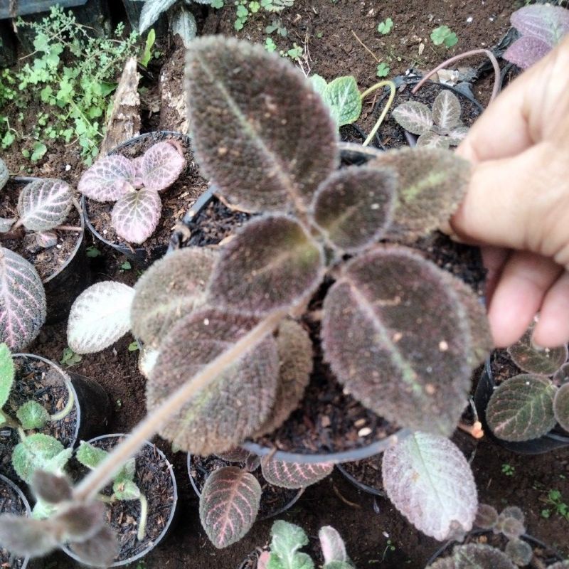 episcia choco velour bunga ungu