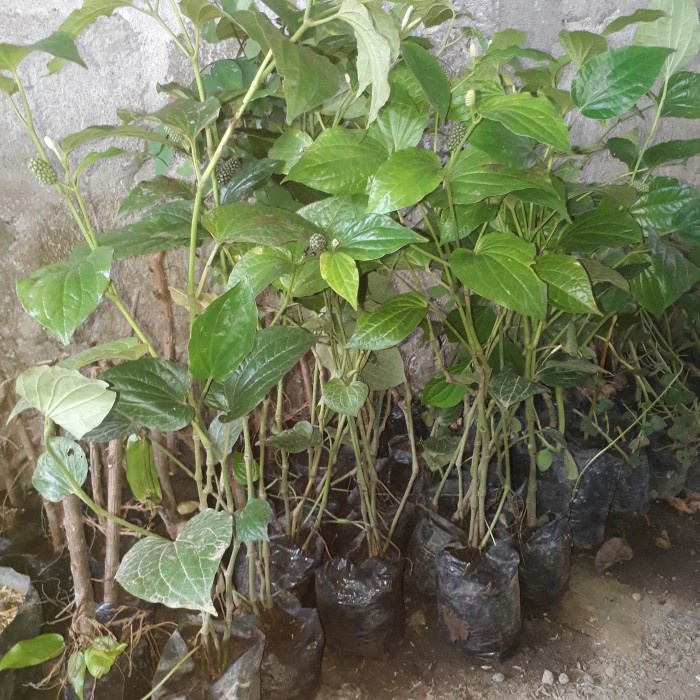 Bisa Di Banyar Di Tempat Atau Cod Bibit Cabe Jawa