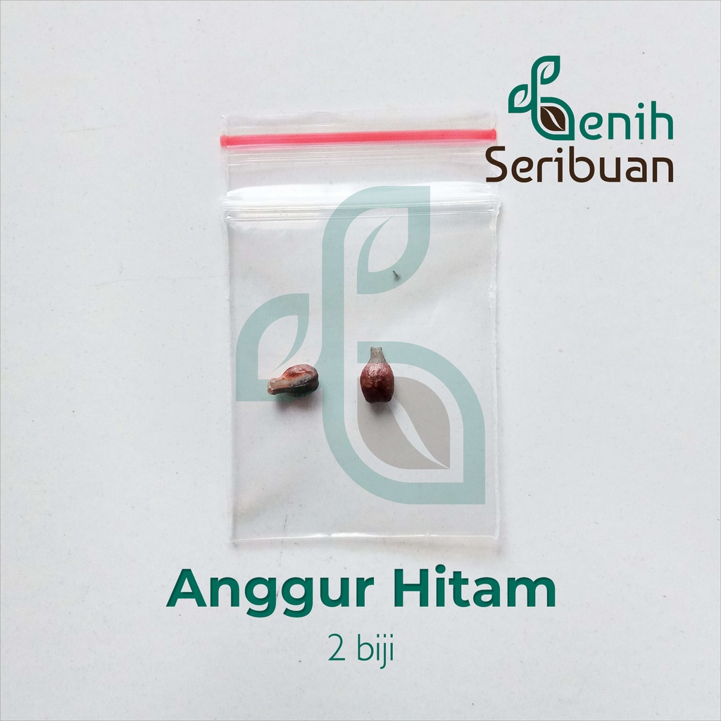 Benih Seribuan - 2 Bibit Buah Anggur Hitam Wine Grape Unggul