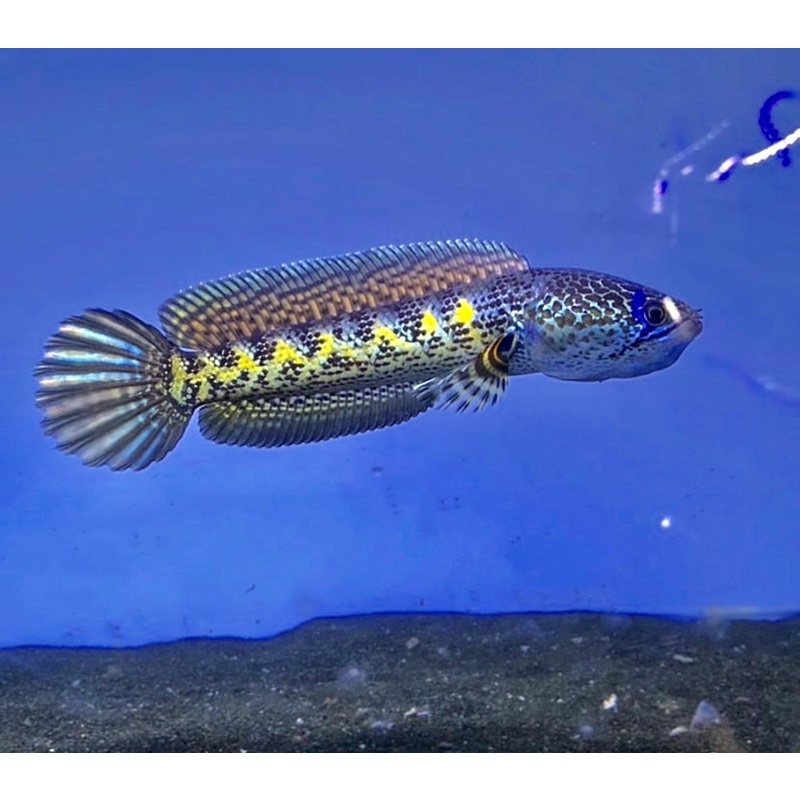 CHANA AURANTI UNTUK KONTES 3-7 CM