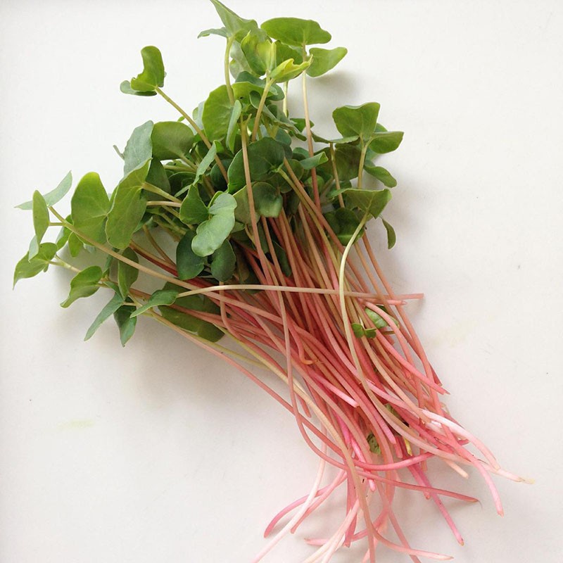 Benih Seribuan - 25 Bibit Microgreen Buckwheat Sprout Organik