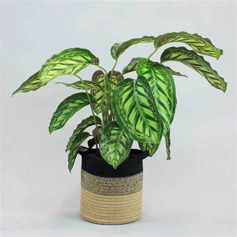 Tanaman Hias Calathea Veitchiana - Bunga Kalatea