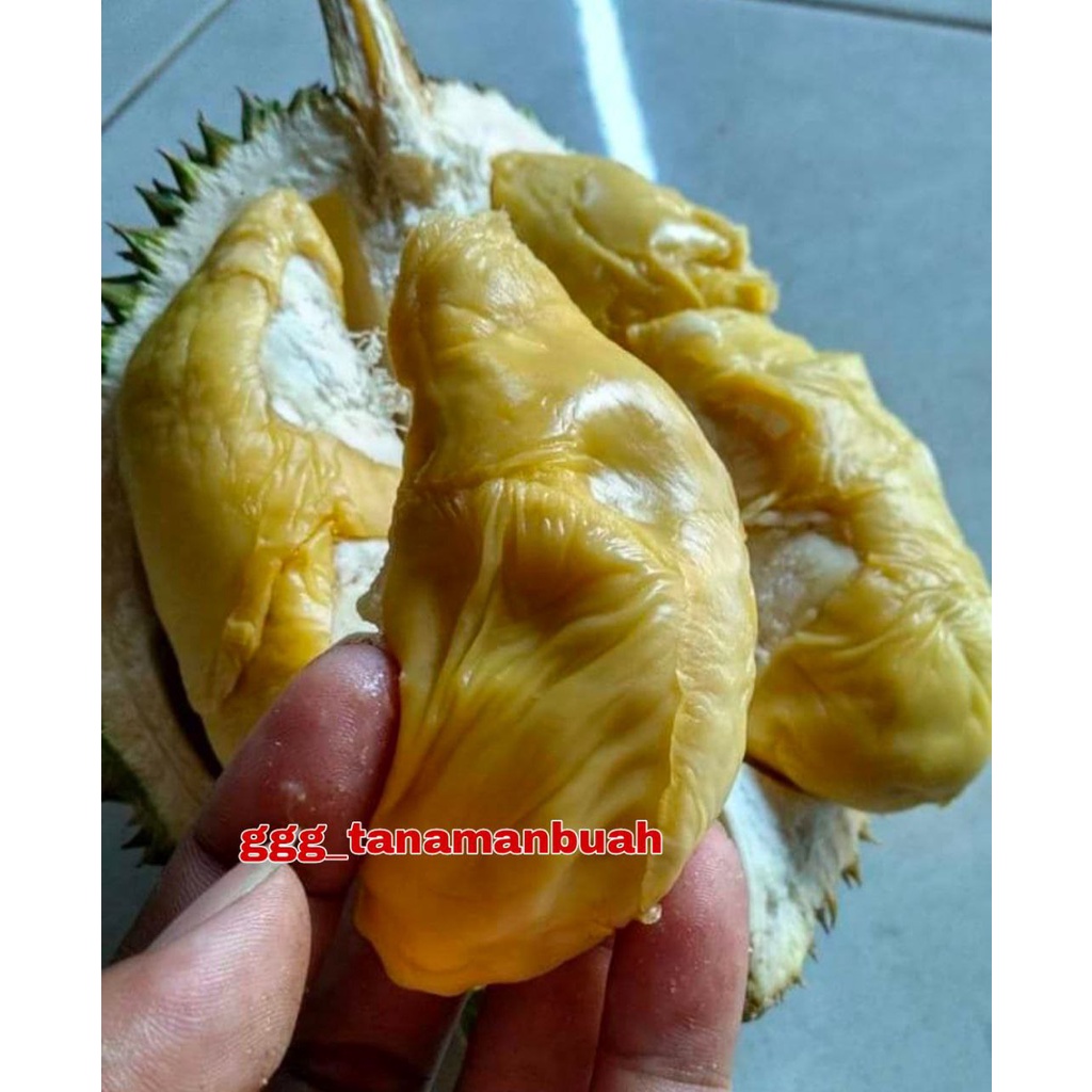 Bibit Durian Petruk Super Okulasi Cepat Berbuah