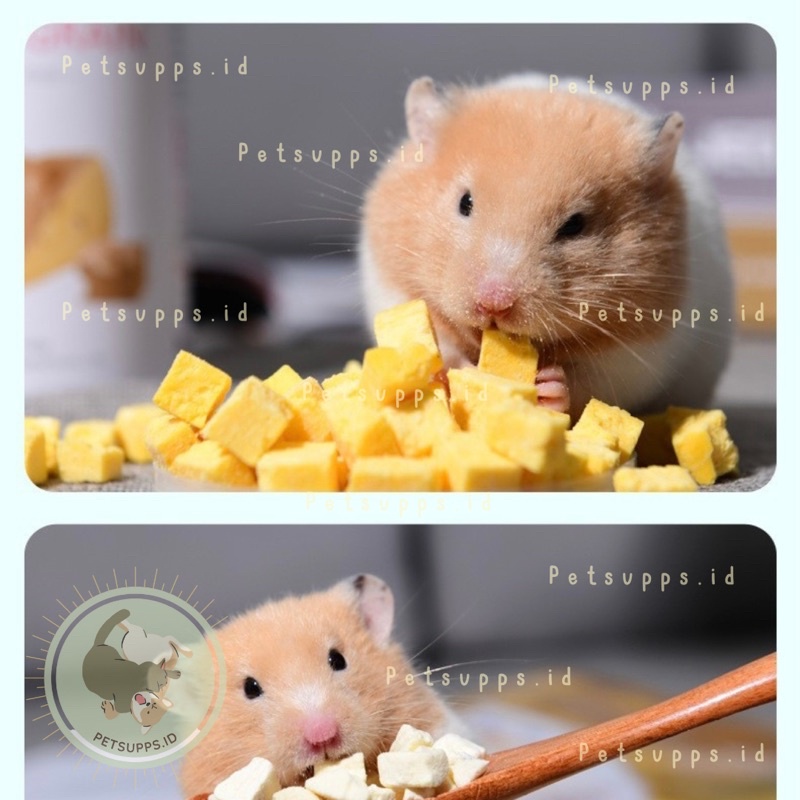 Yee freeze dried cheese cube 10gr | snacks treats cemilan makanan hamster hedgehog sugar glider guinea pig tupai gerbil | imported from china