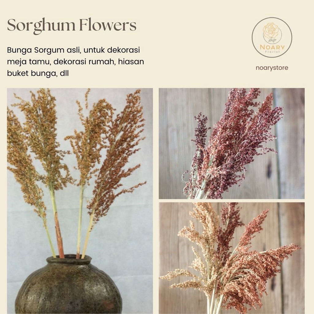 DRIED SORGHUM FLOWER / BUNGA CANTEL