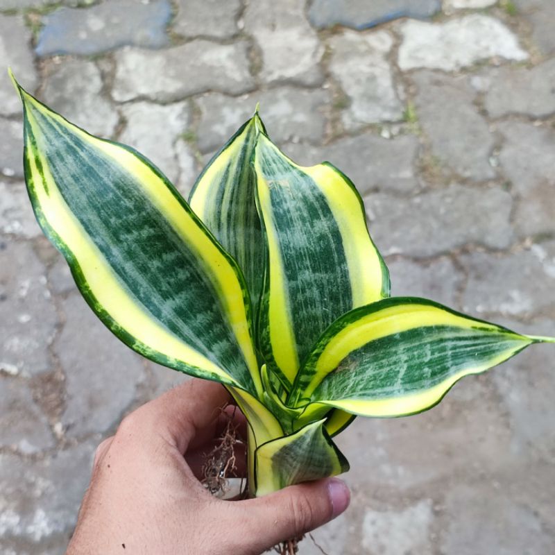 Sansevieria Golden Banner / Lidah mertua