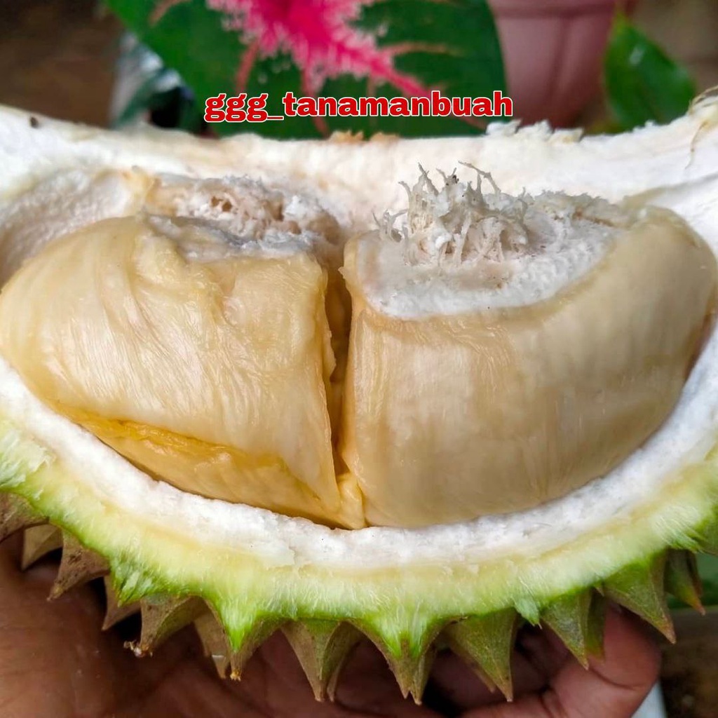 Bibit Durian Bokor Super